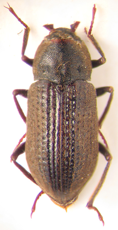 Helichus ussiriensis Lafer