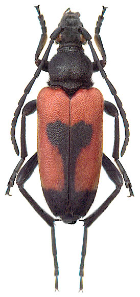  Stictoleptura (s. str.) cordigera  - female