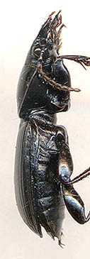 Pterostichus procax, male