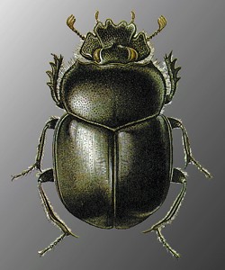 http://www.zin.ru/animalia/Coleoptera/images/scasac.jpg