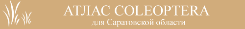 Coccinellidae of Saratov region