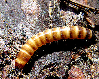 Tenebrionidae gen. sp.