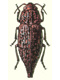 Metallic wood boring beetles (Buprestidae)