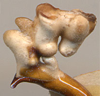 endophallus of Carabus hungaricus cribellatus