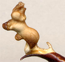 endophallus of Carabus kolbei aino