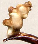 endofallus of Carabus ermaki