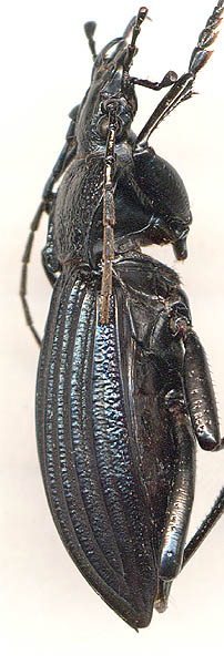 Carabus septemcarinatus, male