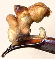 endofallus of Carabus septemcarinatus