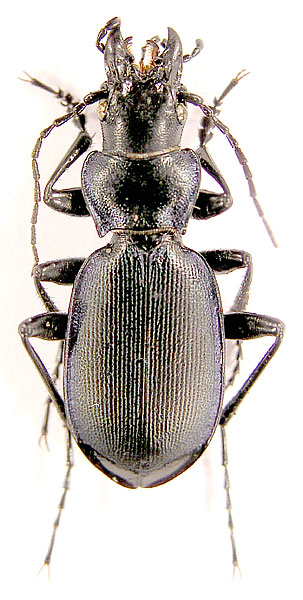 Carabus (Cechenochilus) boeberi