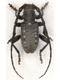 Longhorn beetles (Cerambycidae)