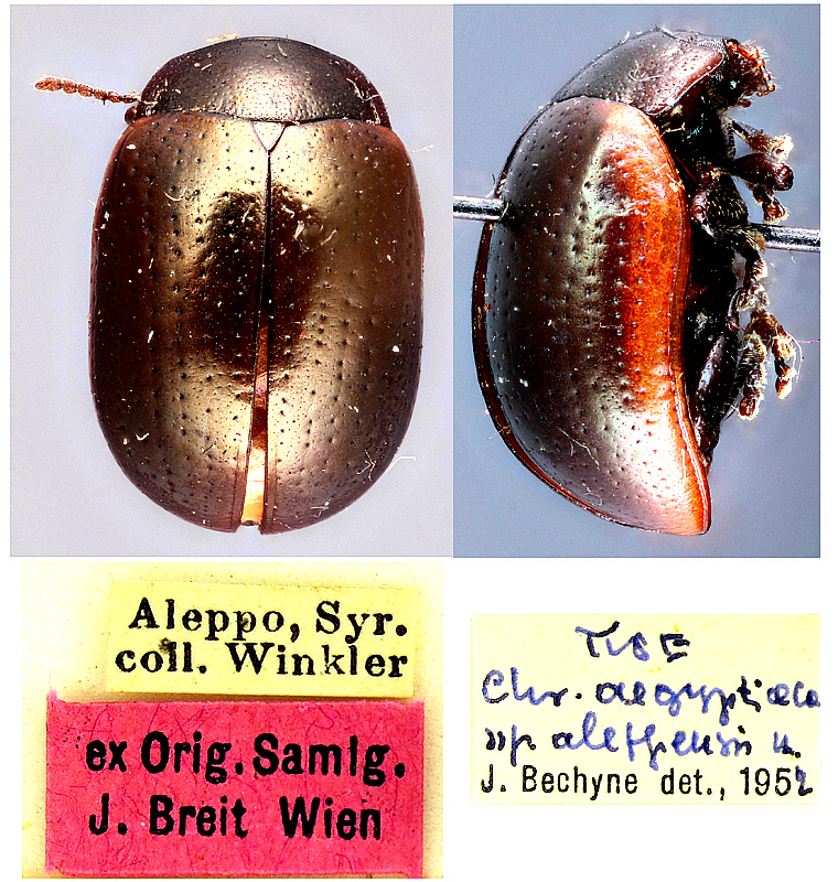 Original combination: Chrysolina (Diachalcoidea) aegyptiaca aleppensis Bechyne, 1955