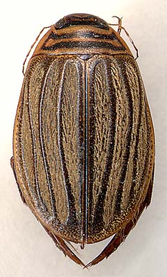 Acilius canaliculatus, female