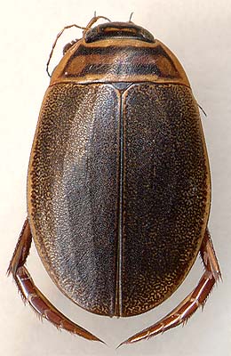Acilius canaliculatus, male