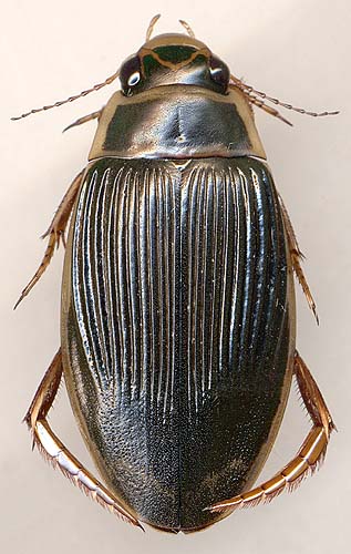 Dytiscus dauricus, female