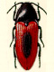 Click beetles (Elateridae)