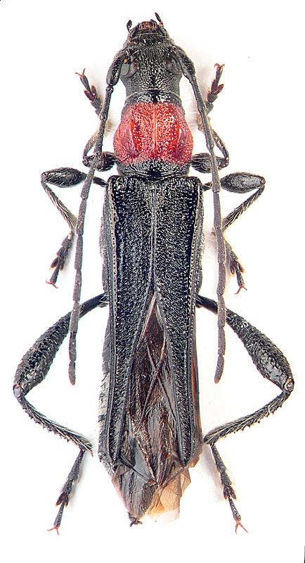 Callimoxis gracilis (Brulle, 1832)