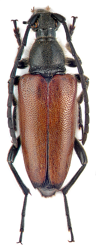 Paracorymbia tonsa (J. Dan. et K. Dan.) M. Danilevsky det.