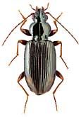 Carabidae: Bembidion altestriatum Net.