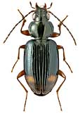 Carabidae: Bembidion biguttatum (F.)