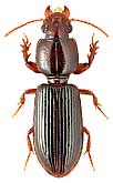 Carabidae: Clivina (s. str.) fossor (L., 1758)