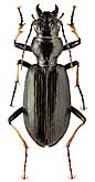 Carabidae: Craspedonotus margelanicus Kraatz, 1884