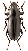 Tenebrionidae: Cylindrinotus femoratus (Fald.)
