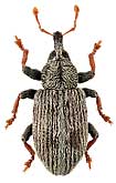 Curculionidae: Ellescus bipunctatus (L.)