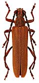 Cerambycidae: Enoploderes sanguineus Fald., 1837