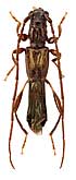 Cerambycidae: Molorchus umbellatarum (Schreber, 1759)