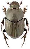 Scarabaeidae: Onthophagus sibiricus Harold