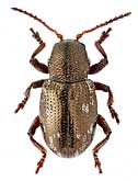 Chrysomelidae: Pachnephorus villosus (Duft.)