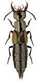 Staphylinidae: Philonthus politus (L.)