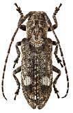 Cerambycidae: Pterolophia multinotata Pic