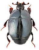 Histeridae: Saprinus subvirescens (Men., 1832)