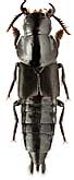 Staphylinidae: Velleius dilatatus (F., 1787)