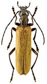 Oedemeridae: Xanthochroa luteipennis Mars.