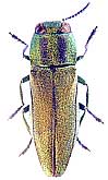 Cratomerus (Cratomerus) sponsa (Kiesenwetter, 1857)