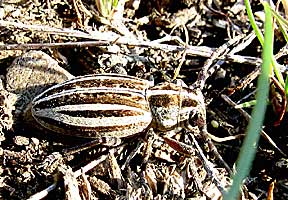 Cerambycidae: Dorcadion elegans Kr.