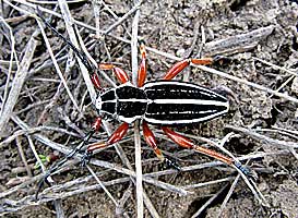 Cerambycidae: Dorcadion glicyrrhizae striatum Goeze