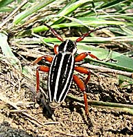 Cerambycidae: Dorcadion glicyrrhizae striatum Goeze