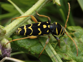 Plagionotus arcuatus (Linnaeus, 1758) - Cerambycidae
