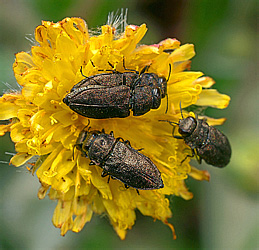Buprestidae: Anthaxia quadripunctata