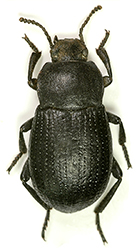 Dendarus (Pandarinus) sp.