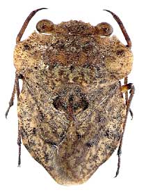 Nerthra sp. (Heteroptera: Gelastocoridae)