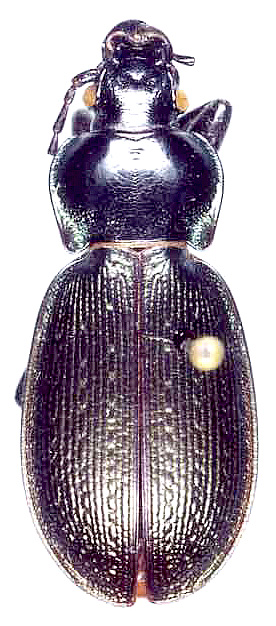 Carabus (Morphocarabus) tarbagataicus dshungaricus Csiki, 1927