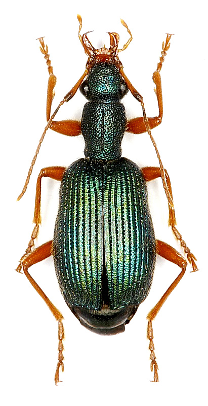 Drypta ussuriensis (Jedlicka, 1963)