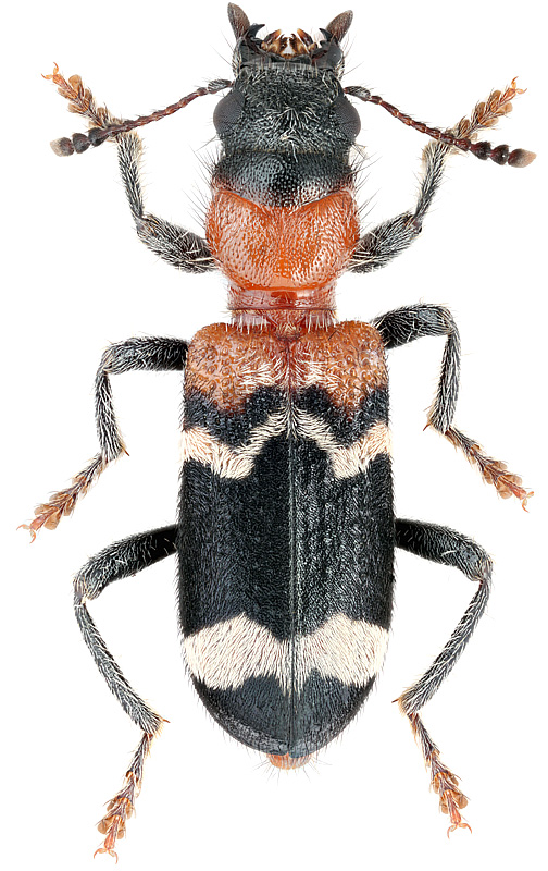 Thanasimus formicarius (L., 1758 )