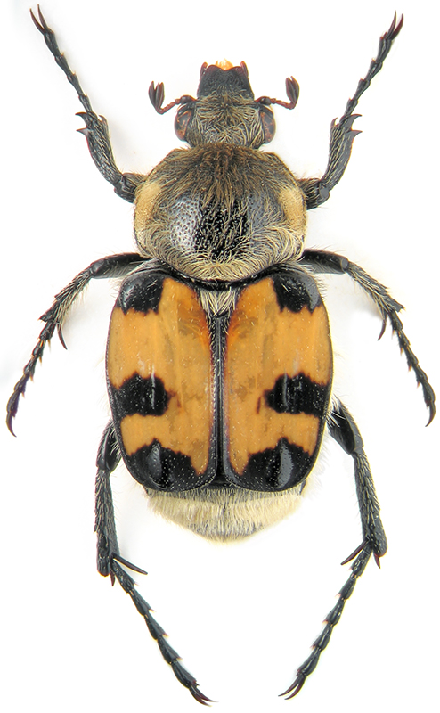 Trichius fasciatus L.
