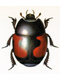 Hister beetles (Histeridae)