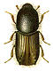 Bark and ambrosia beetles (Scolytidae)